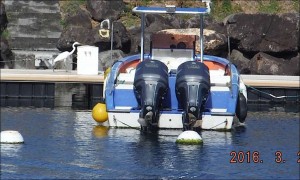 le héron blanc  part à la rencontre du pêcheur