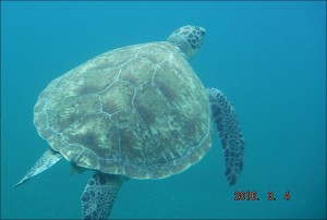 DSCF5255 TORTUES IMBRIQUEES RESERVE COUSTEAU